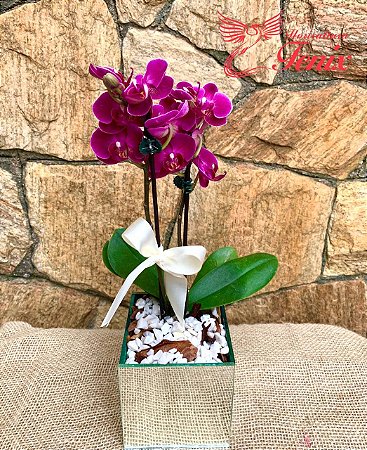 Mini Orquídea Rara Pink No Vaso Espelhado - Fênix Floricultura - Flores e  presentes