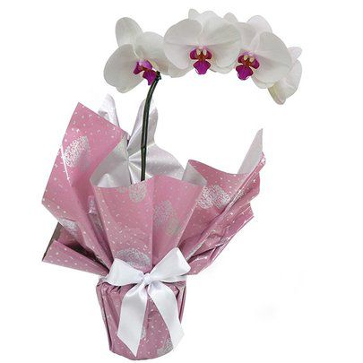 Luxuosa Orquidea Rara  Plantada