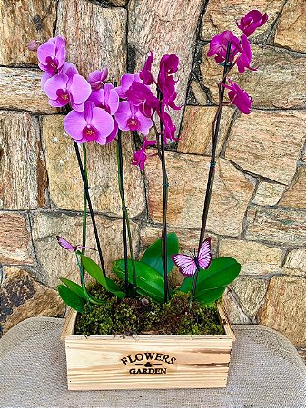 JARDIM DE PHALAENOPSIS PINK
