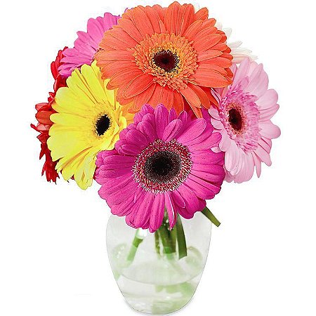 Delicado Mix de Gerberas Coloridas - Fênix Floricultura - Flores e presentes