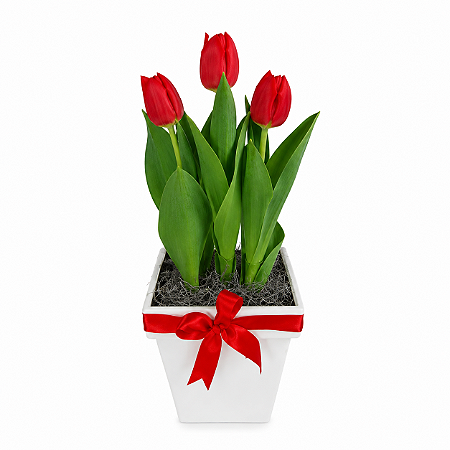 Tulipa Vermelha No Cachepô Decorado