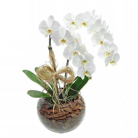 Dupla de Orquídeas Branca No Vaso De Vidro - Fênix Floricultura - Flores e  presentes