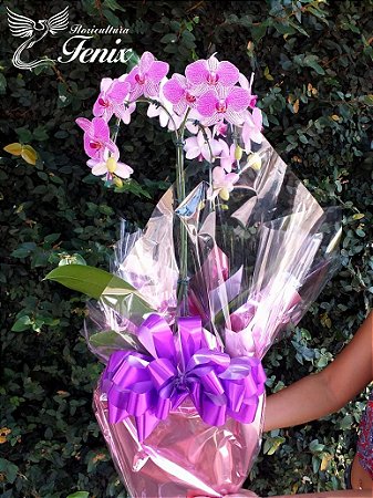 SOFISTICADA ORQUIDEA PINK 3 EM 1