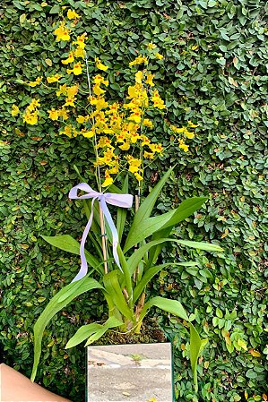 Dupla de Orquídea Chuva De ouro em Vaso Espelhado - Fênix Floricultura -  Flores e presentes