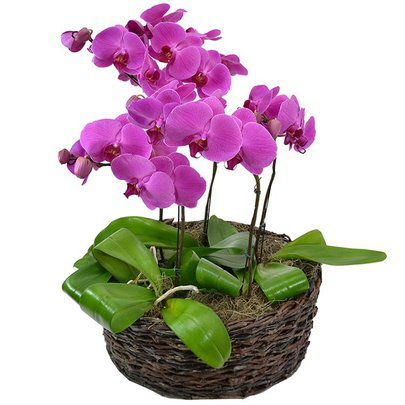 Sofisticadas orquideas phalaenopsis pink