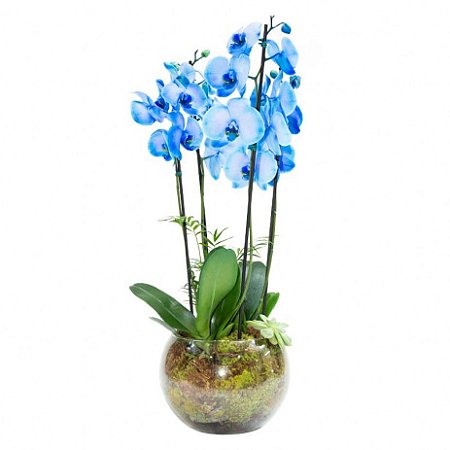 Orquídea Azul em Vaso Grande de Vidro com 4 hastes - Fênix Floricultura -  Flores e presentes