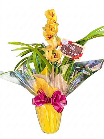 Luxuosa Orquídea Cymbidium com Chocolate "eu Te amo''