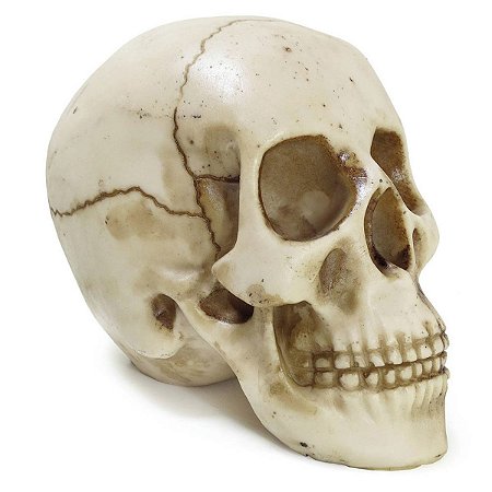 Crânio - Caveira