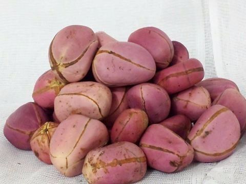 Obi Africano - Unid.