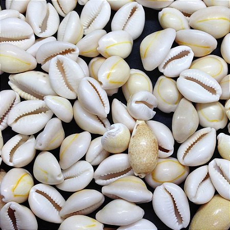 Búzio Médio - Unid.