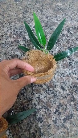 NINHO - COLEIRO / PAPA CAPIM