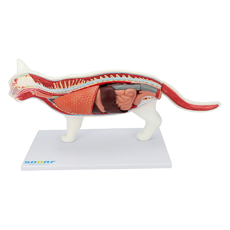 ANATOMIA DO GATO EM 12 PARTES - SD9500 - SDORF