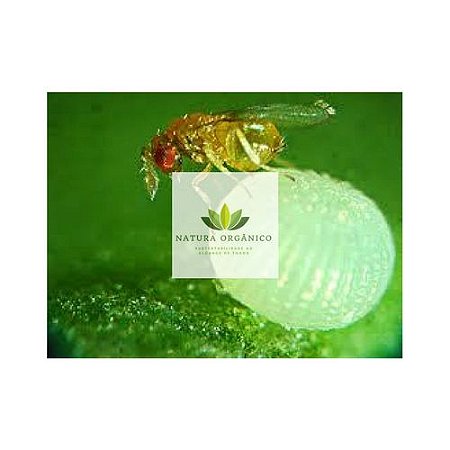 Inseticida Biológico Tricogramma  Pretiosum