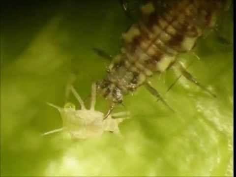 CRISOPIDEOS -   PREDADOR ( 300 INDIVIDUOS)