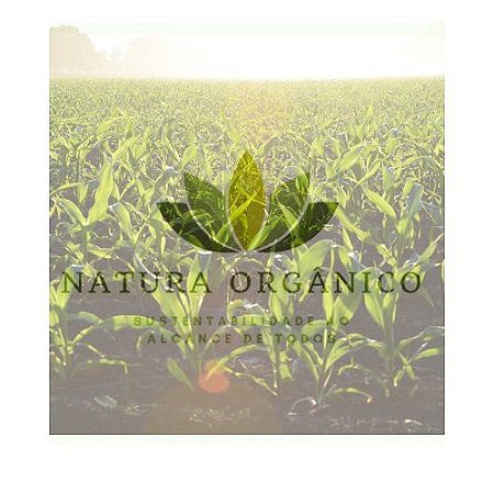 Trichogramma- Galloi - Cana de Açucar