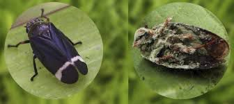 Metarhizium anisopliae - Tripes, Cigarrinhas, Traças.