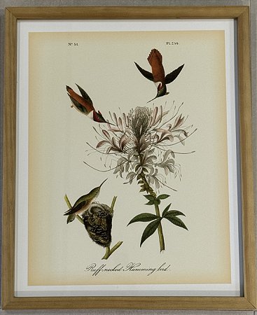 QUADRO GRAVURA HUMMINGBIRD E FLORES