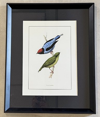 QUADRO GRAVURA PÁSSAROS COM PASPATUR PRETO