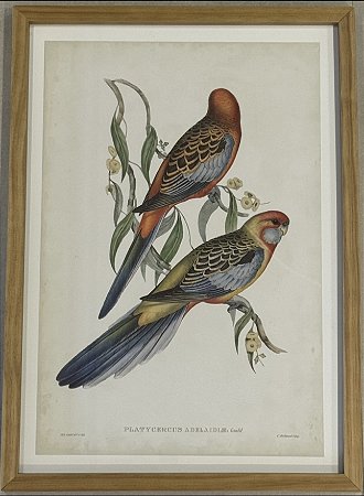 QUADRO GRAVURA PÁSSAROS DA AUSTRÁLIA CXVI