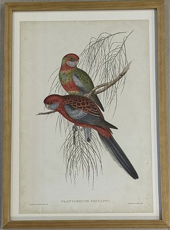 QUADRO GRAVURA PÁSSAROS DA AUSTRÁLIA C - COM PASPATUR