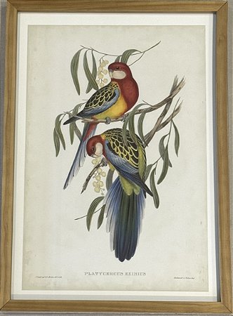 QUADRO GRAVURA PÁSSAROS DA AUSTRÁLIA CXVI-I