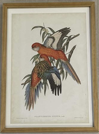 QUADRO GRAVURA PÁSSAROS DA AUSTRÁLIA CXXVIII