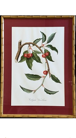QUADRO GRAVURA CEREJA E GALHO- PASPATUR VERMELHO