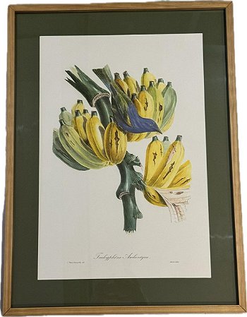 QUADRO GRAVURA CACHO DE BANANA COM PASPATUR VERDE