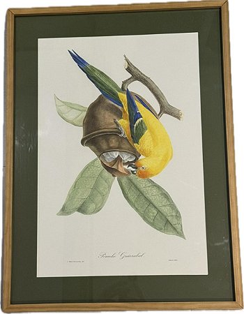 QUADRO GRAVURA PÁSSARO AMARELO COM PASPATUR VERDE