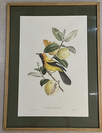 QUADRO GRAVURA PÁSSARO AMARELO E PRETO COM PASPATUR VERDE