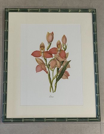 QUADRO GRAVURA ORQUÍDEAS CORAL COM MOLDURA EM BAMBU VERDE