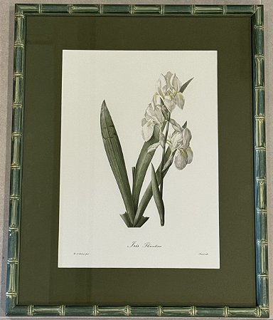 QUADRO GRAVURA FLORES  IRIS FLORENTINA COM PASPATUR VERDE E MOLDURA BAMBU VERDE