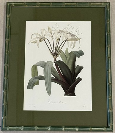 QUADRO GRAVURA FLORES CRINUM COM PASPATUR VERDE E MOLDURA BAMBU VERDE
