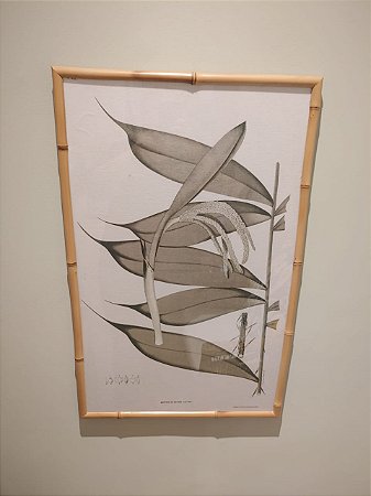 QUADRO BACTRIS SILVATICA COM MOLDURA BAMBU NATURAL