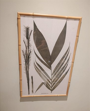 QUADRO BACTRIS UNAENSIS COM MOLDURA BAMBU NATURAL