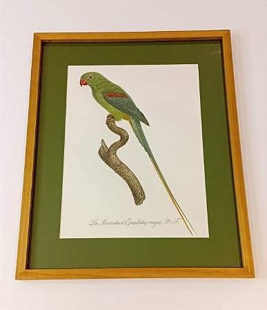 QUADRO GRAVURA PAPAGAIO DE OMBREIRAS VERMELHAS
