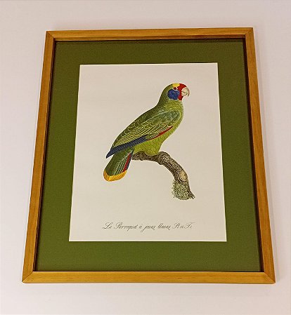 QUADRO GRAVURA PAPAGAIO DE BOCHECHAS AZUIS