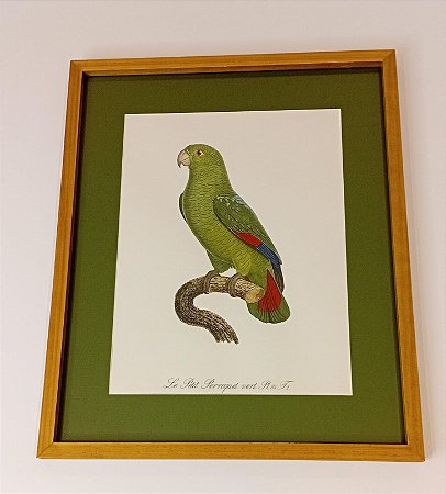 QUADRO GRAVURA O PEQUENO PAPAGAIO VERDE