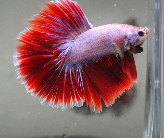 Betta Pink Red