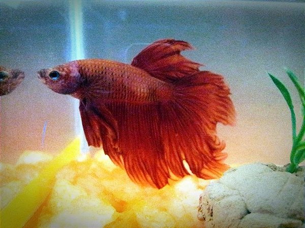 Betta Red Borboleta