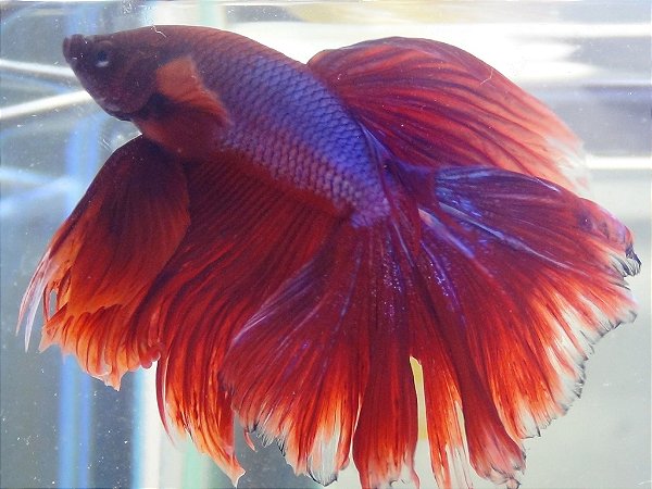 BETTA  RED HM