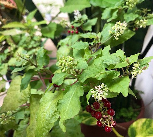 sementes de vermelhinha(rivina humilis)