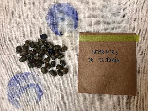 sementes de Clitoria ternatea