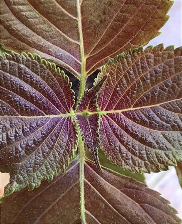 Sementes de Shissô - Luminares em Terra - Terapias naturais e artes manuais