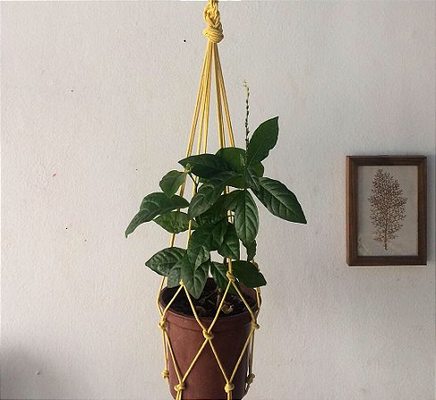 Suporte para plantas macramê