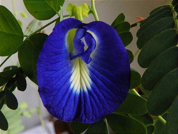 Muda de cunhã/clitoria/fada azul -