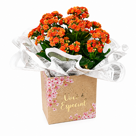 Kalandiva Laranja Premium – Flor da Fortuna e Felicidade