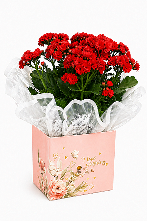 Kalandiva Vermelha Premium – Flor do Amor, Paixão e Energia