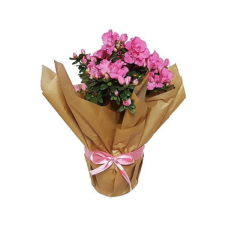 AZALEIA COR PINK POTE 20 PRESENTE
