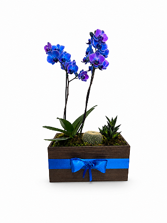 Arranjo Imperial Azul Mini Orquídea e Jardim de Suculentas